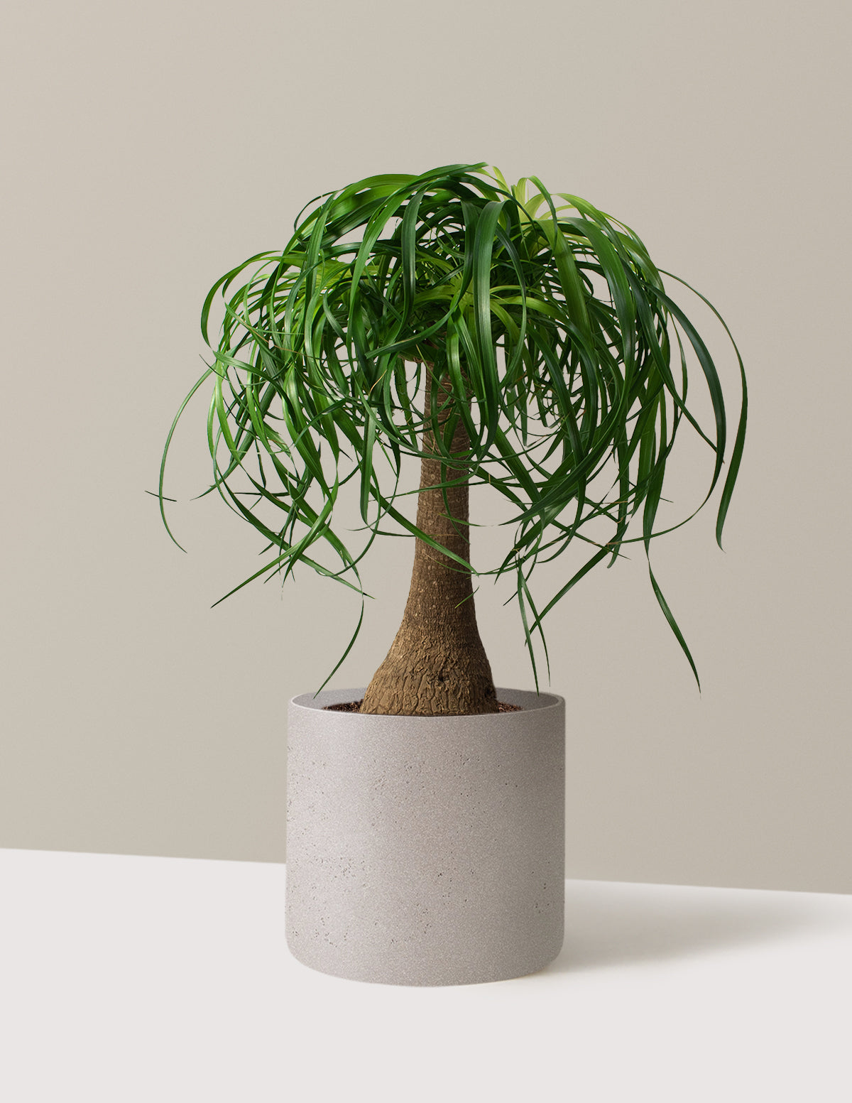 Ponytail Palm