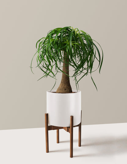 Ponytail Palm