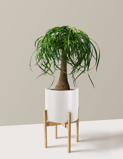 Ponytail Palm