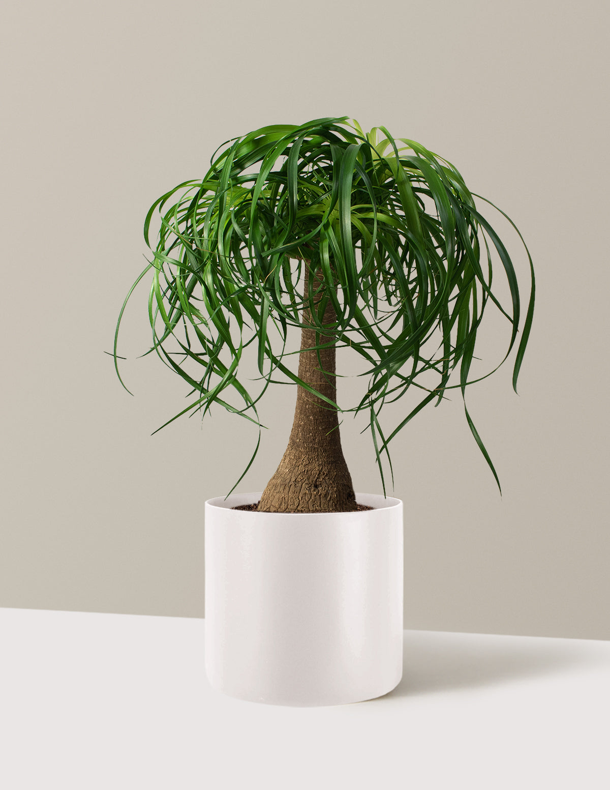 Ponytail Palm