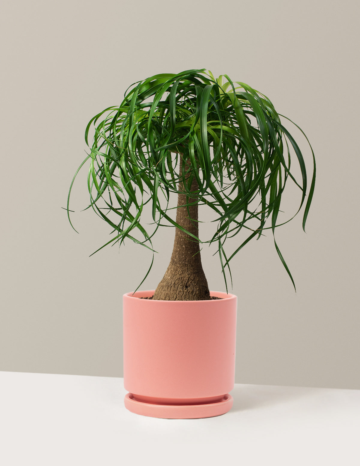 Ponytail Palm