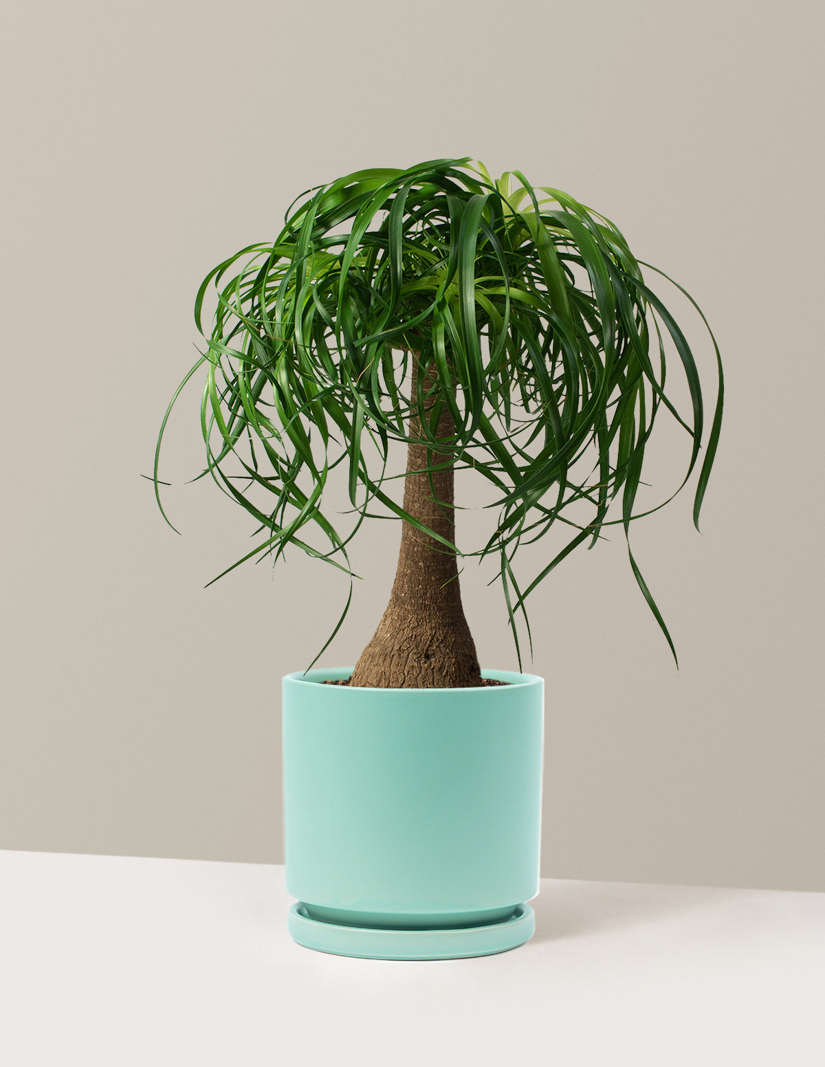 Ponytail Palm