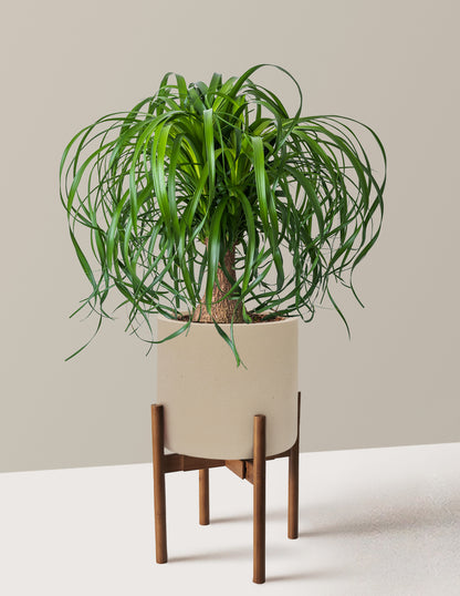 Ponytail Palm