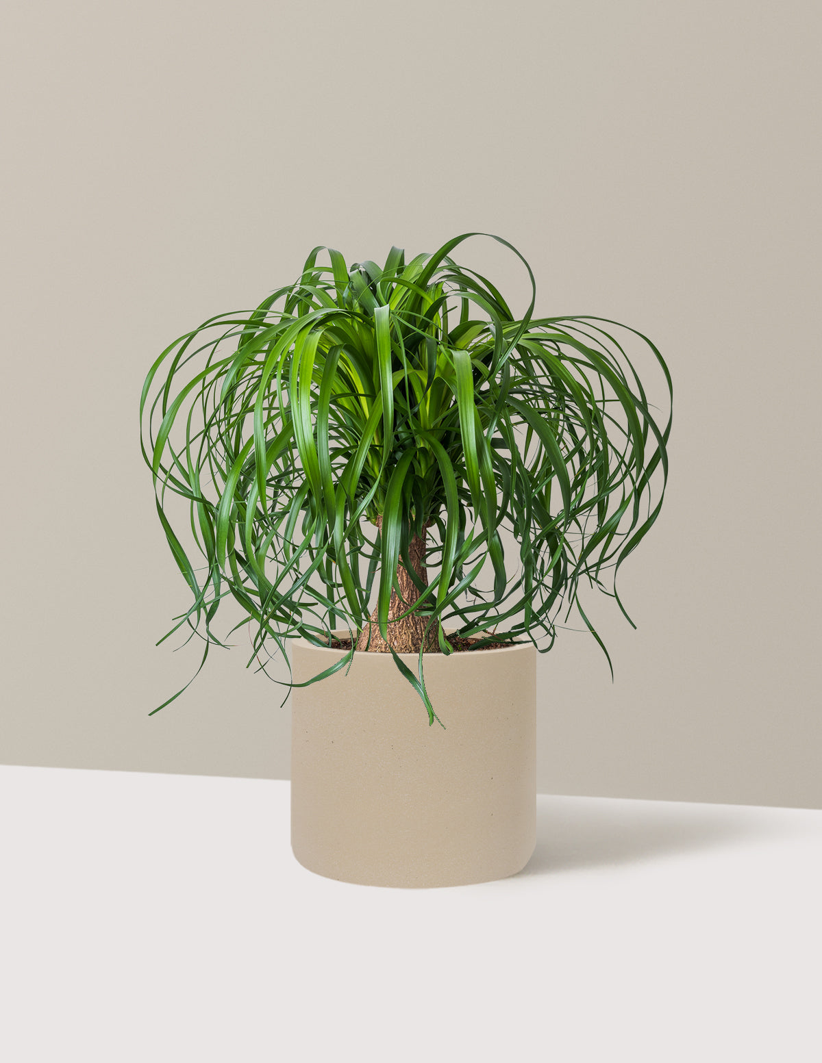 Ponytail Palm