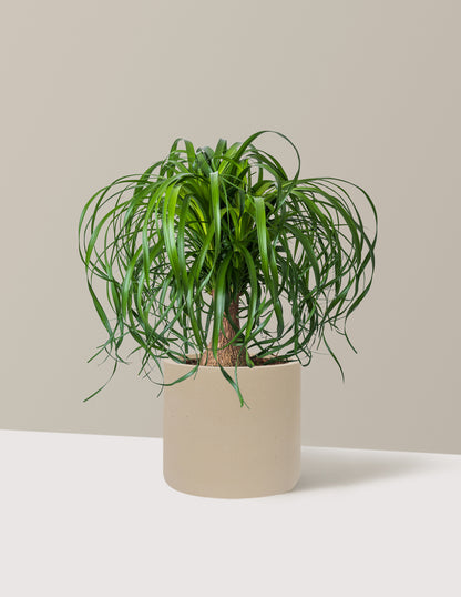 Ponytail Palm