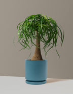 bundle | Large | Isabella | Antique Teal