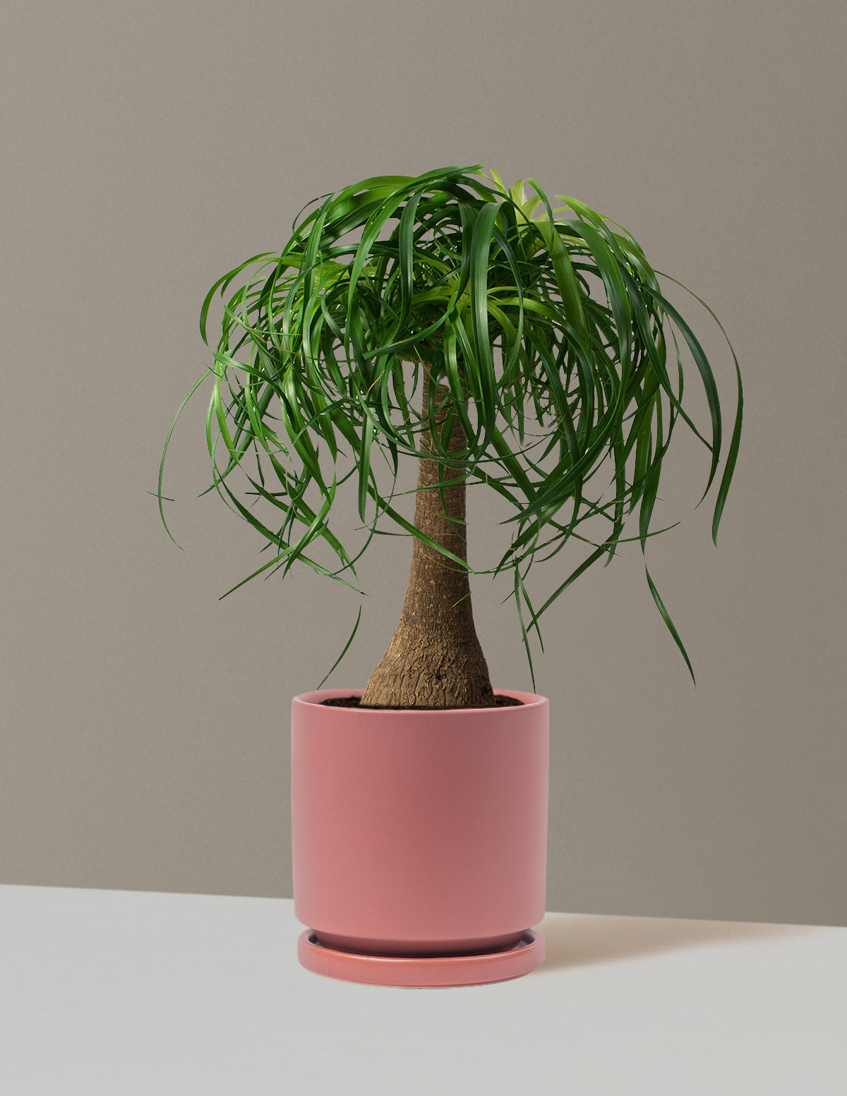 bundle | Large | Isabella | Dusty Rose