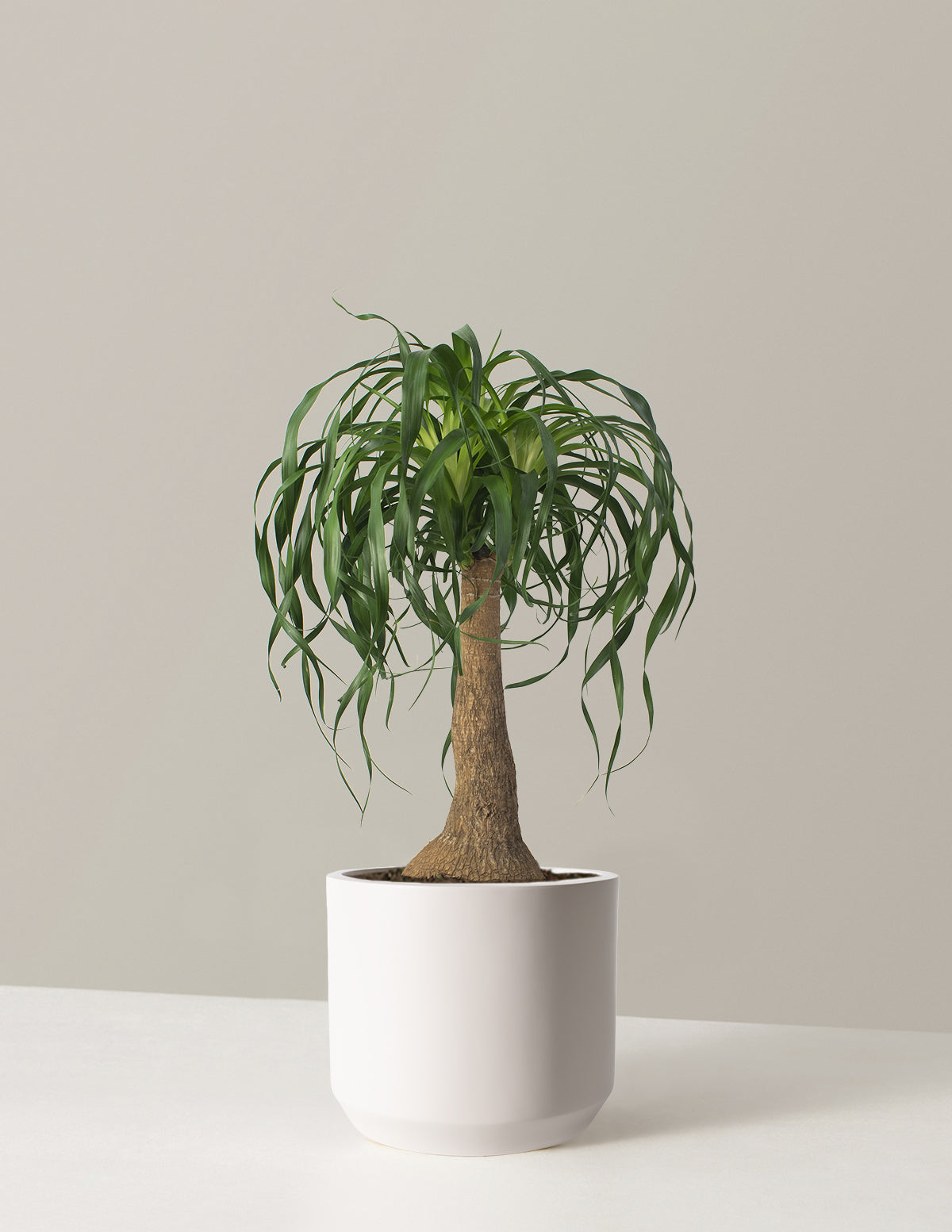 Ponytail Palm
