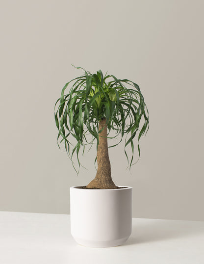 Ponytail Palm