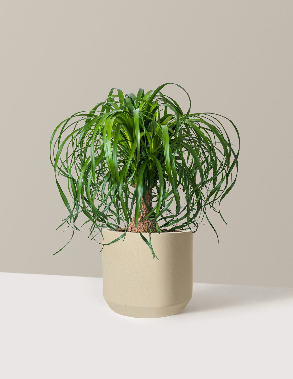 Ponytail Palm