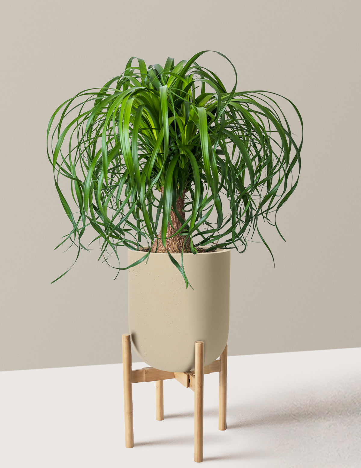Ponytail Palm