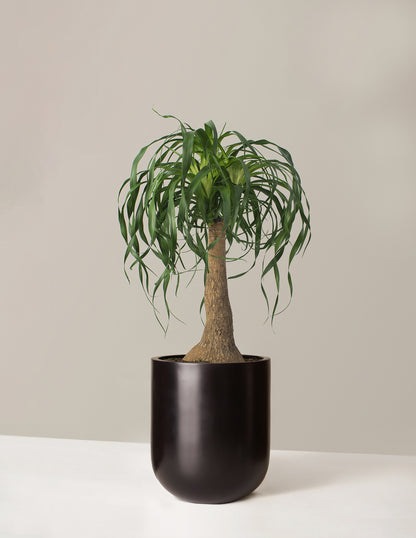 Ponytail Palm
