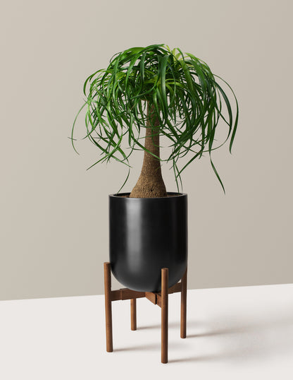 Ponytail Palm