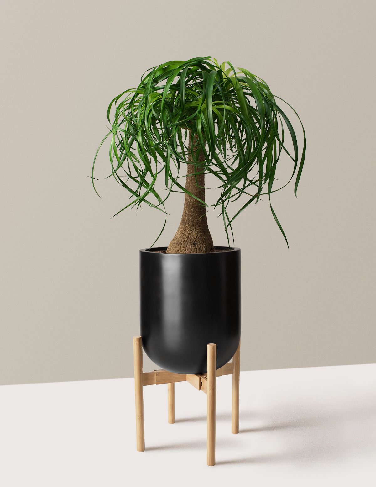 Ponytail Palm