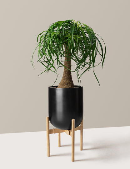 Ponytail Palm