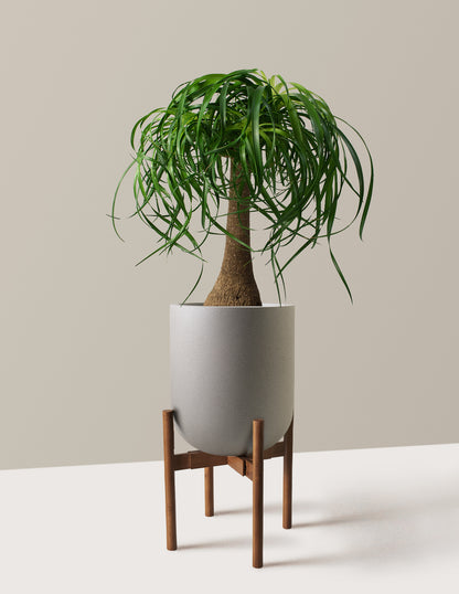 Ponytail Palm
