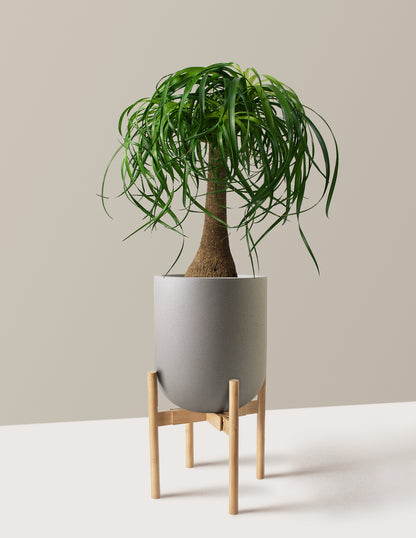 Ponytail Palm