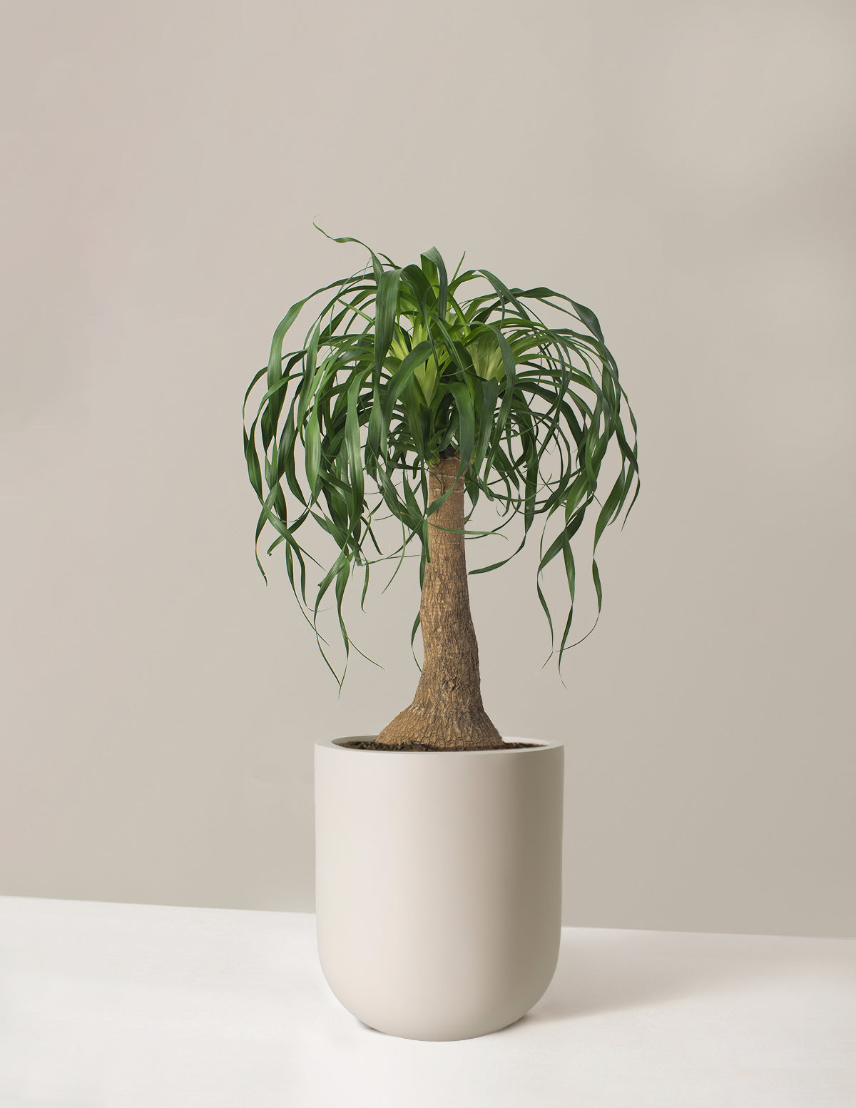 Ponytail Palm