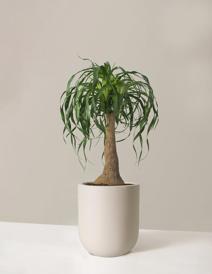 Ponytail Palm