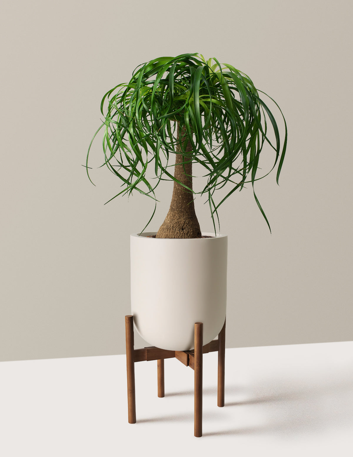 Ponytail Palm