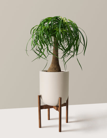 Ponytail Palm