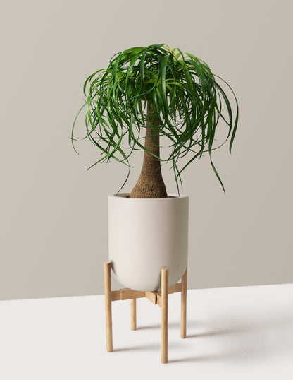 Ponytail Palm