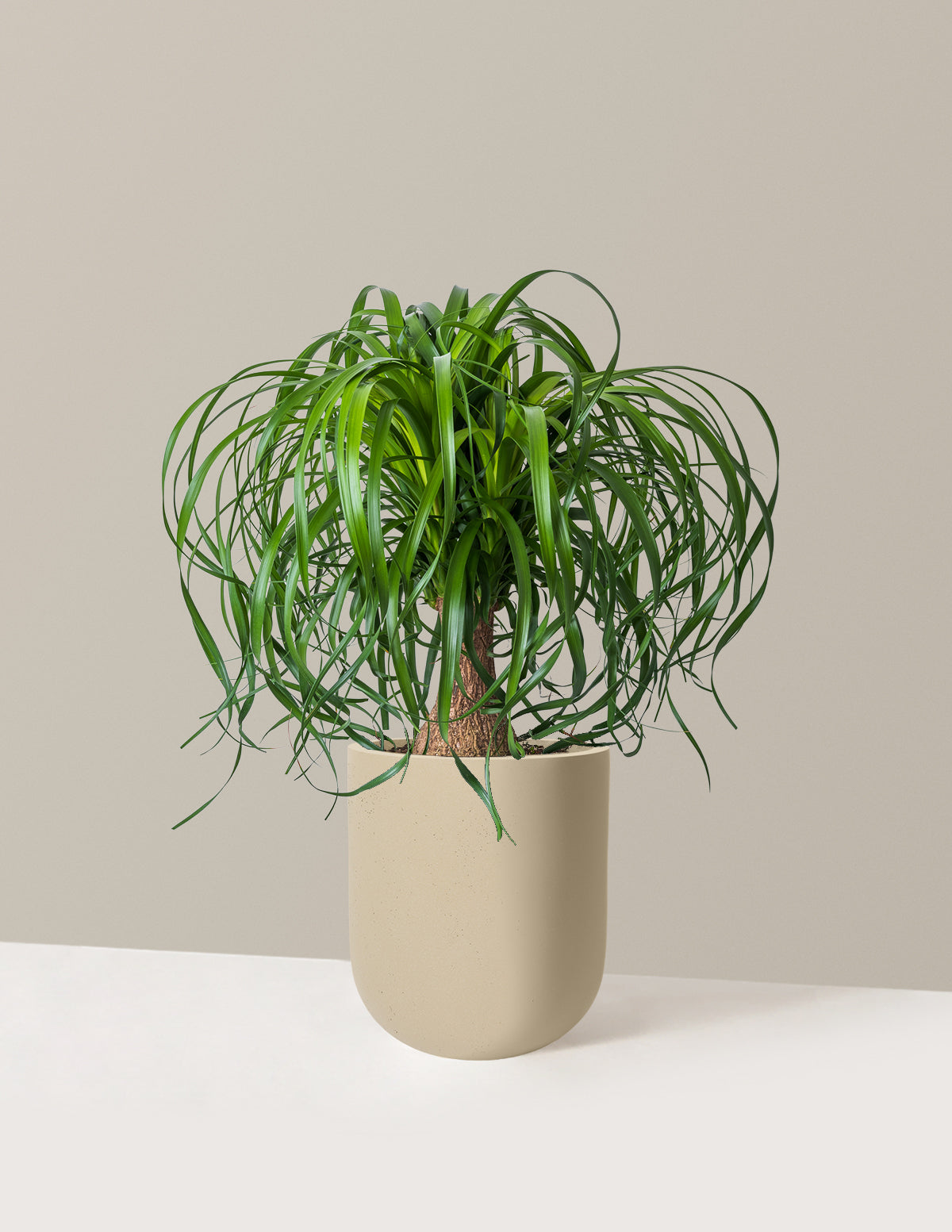 Ponytail Palm
