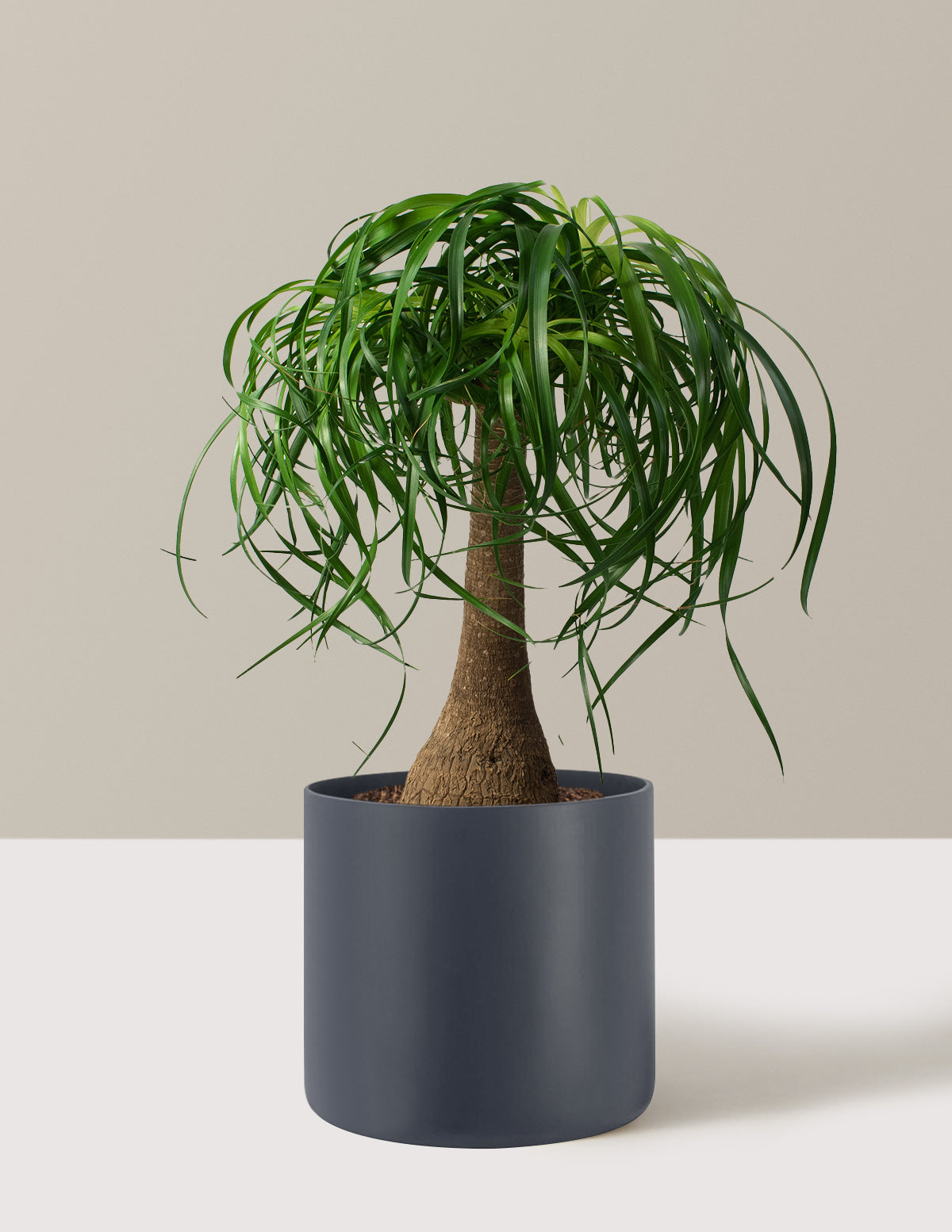 Ponytail Palm