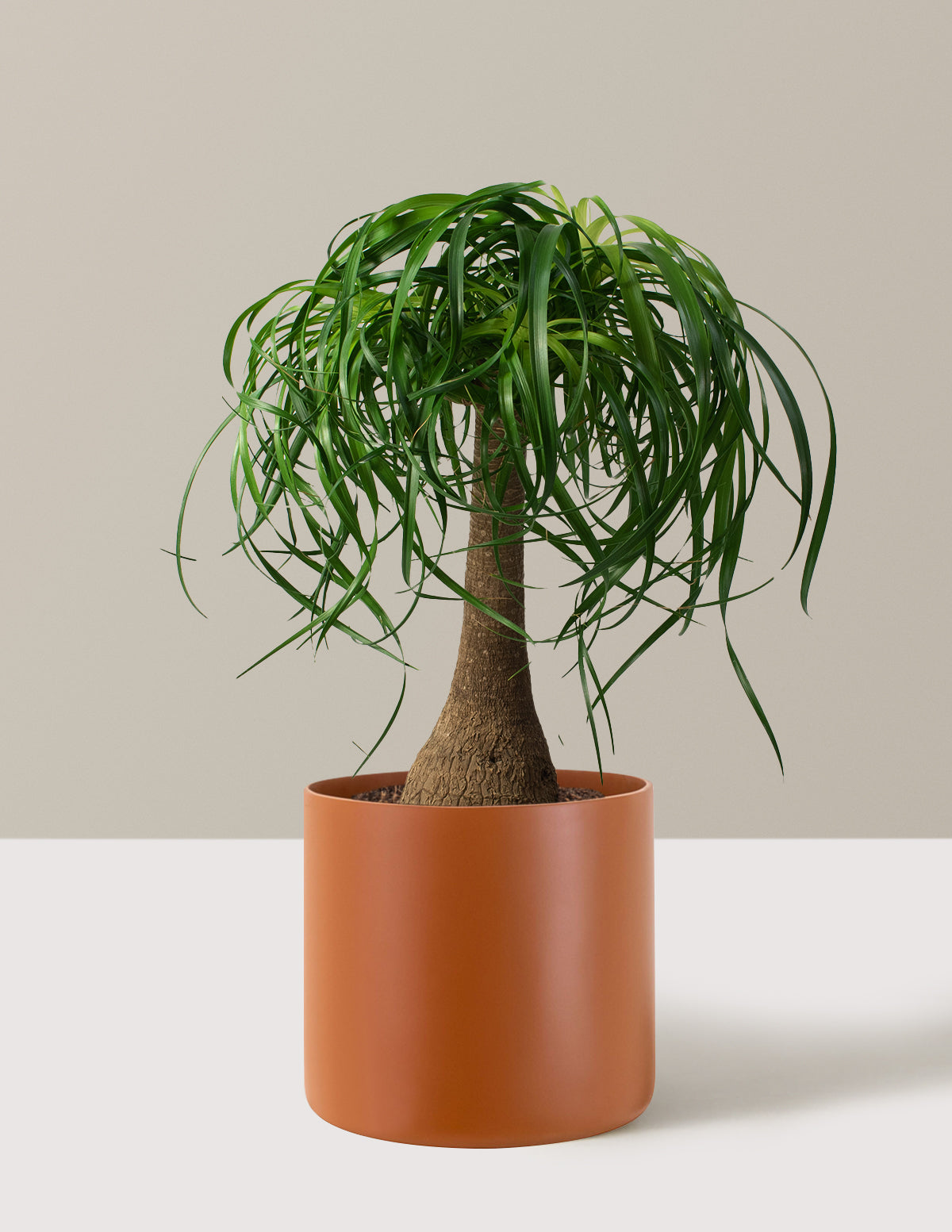 Ponytail Palm