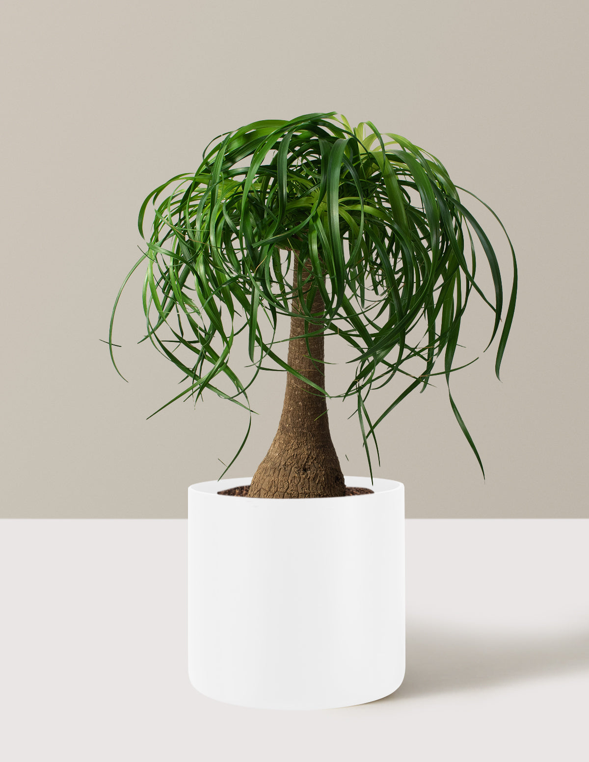 Ponytail Palm