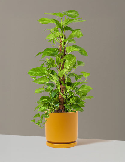 Golden Pothos Totem