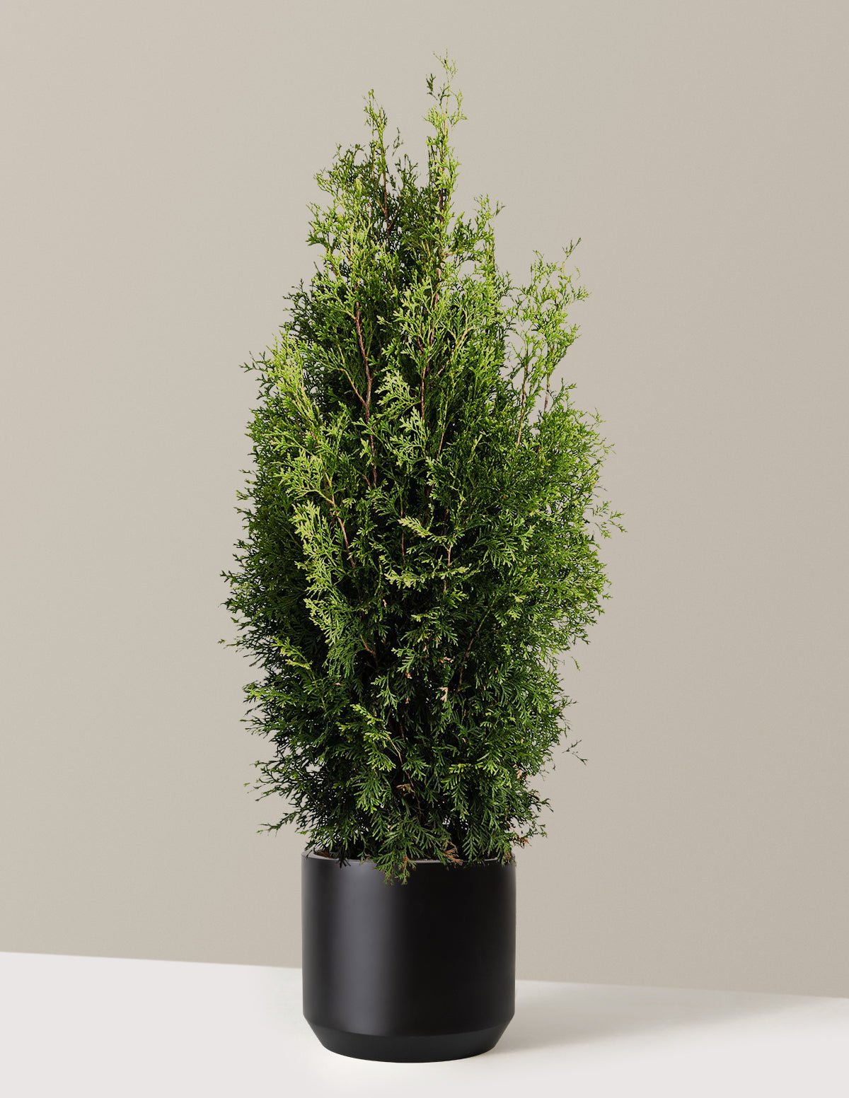 bundle | 3-4 ft. | Mexia | Black