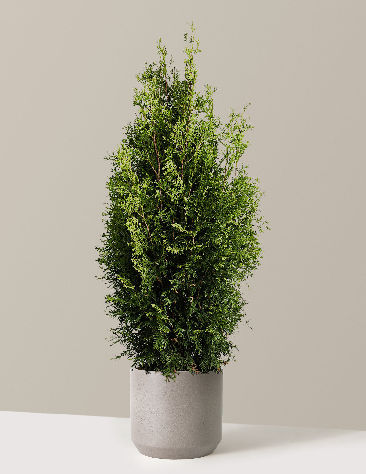 bundle | 3-4 ft. | Mexia | Cement Grey