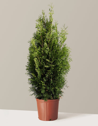 Private Jet™ Arborvitae