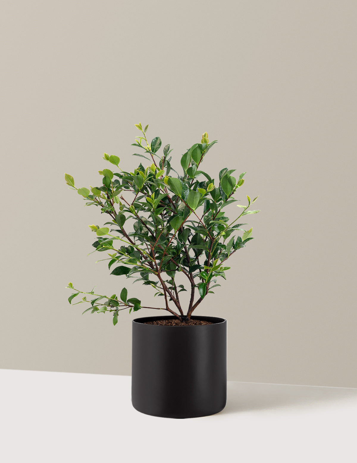 Purple Haze Camellia