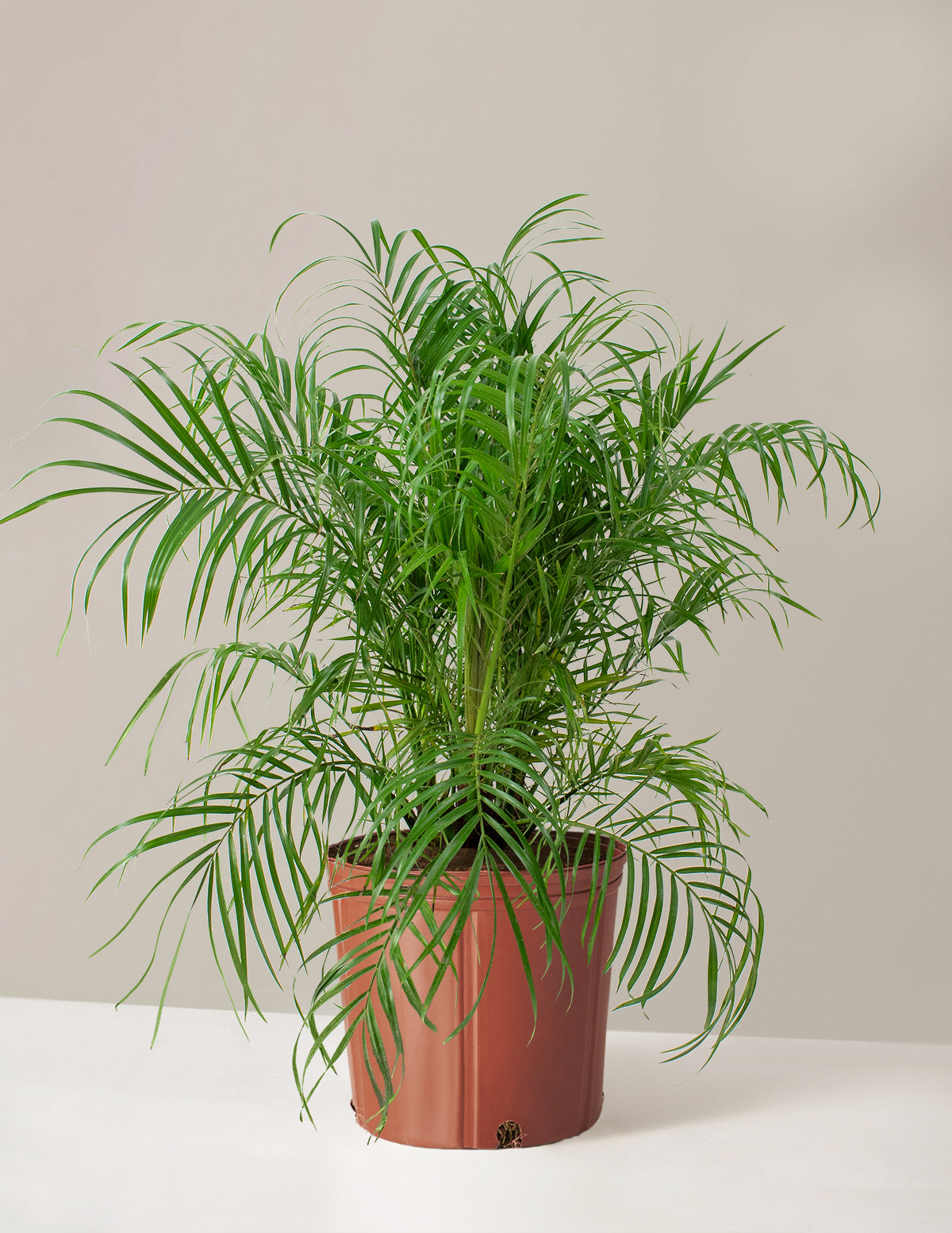 bundle | Large | Grow Pot