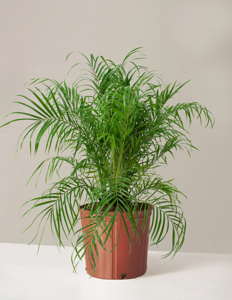 date palm plants for sale Pygmy Date Palm | Indoor Plants & Houseplants for Delivery