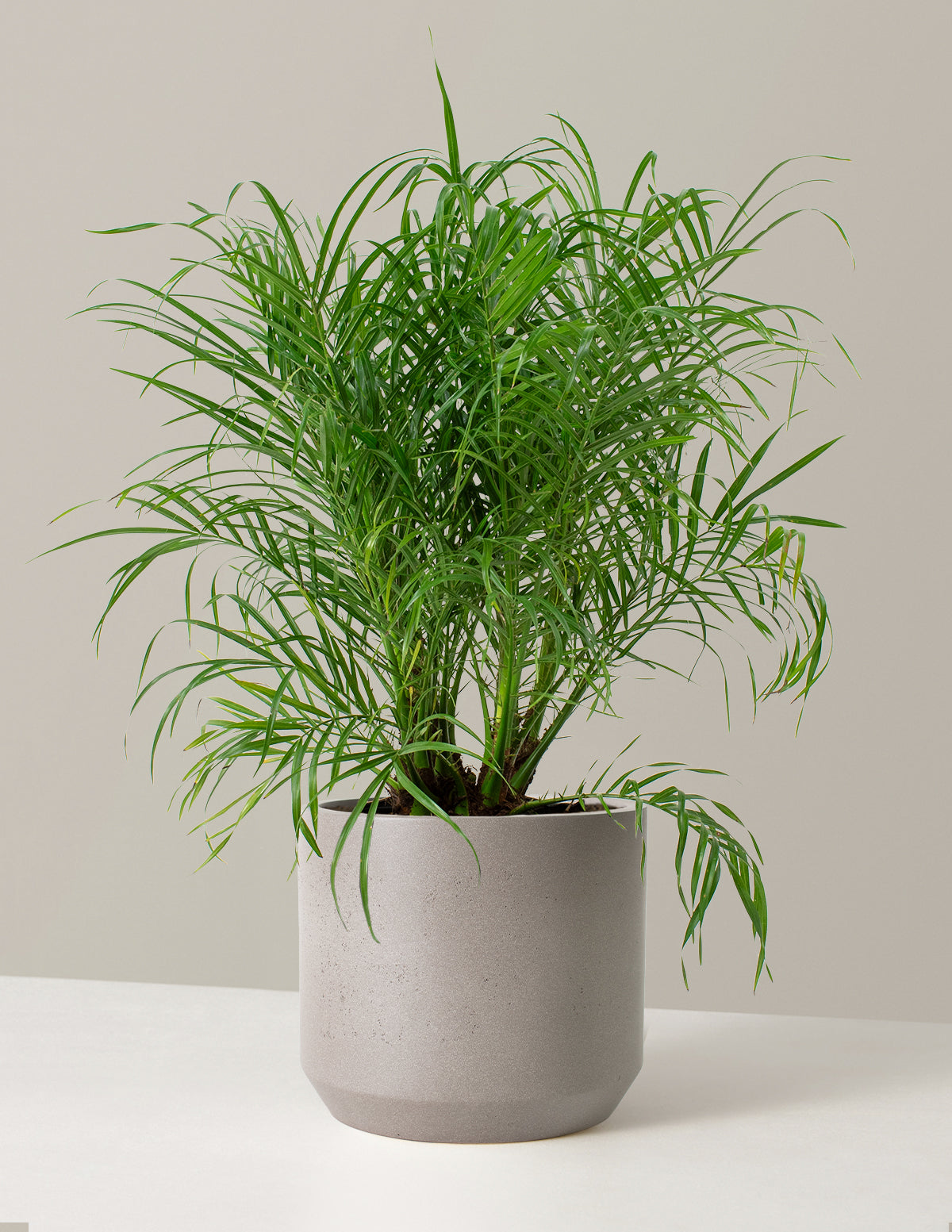 date palm indoor plant care Large Pygmy Date Palm