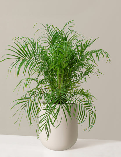 Large Pygmy Date Palm