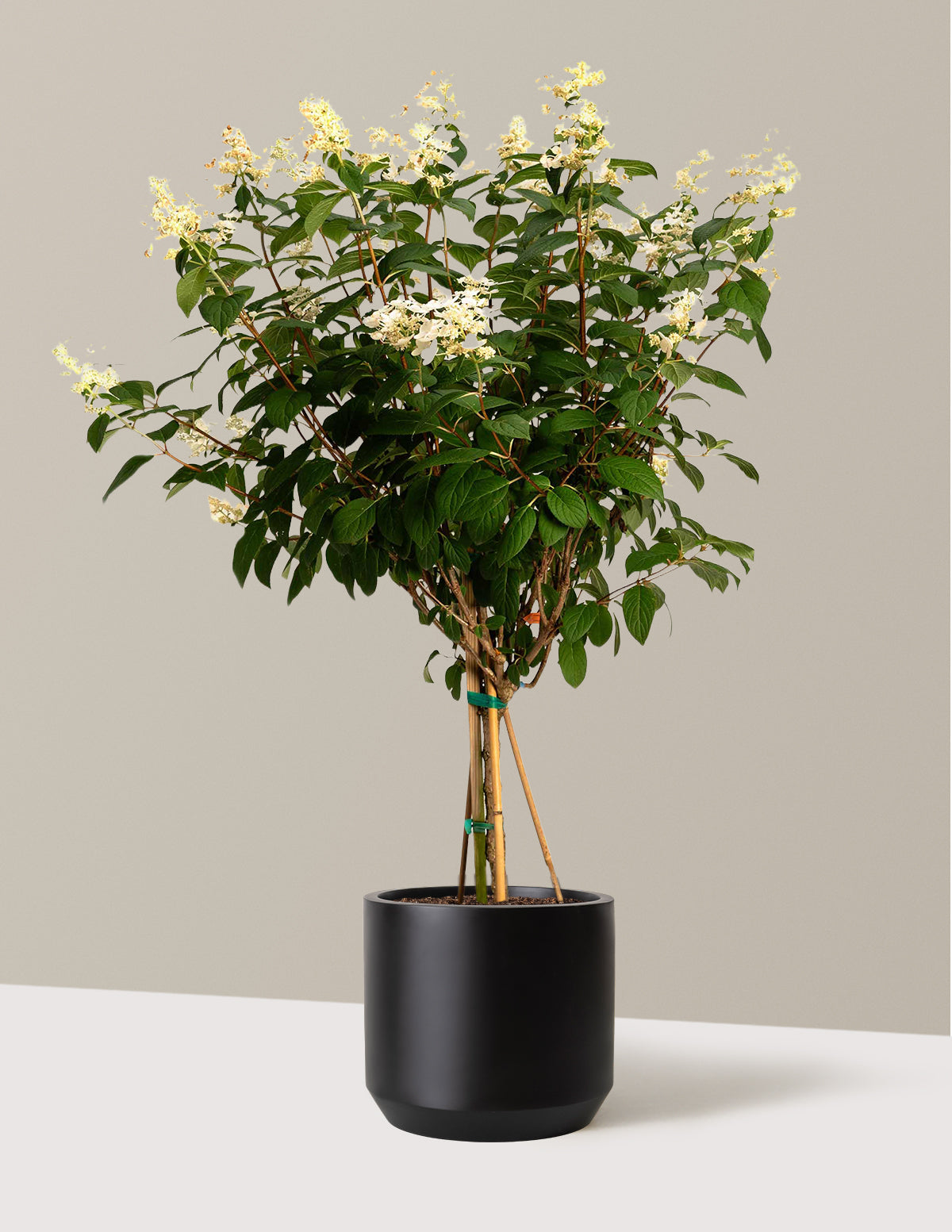 Quick Fire® Hydrangea Tree