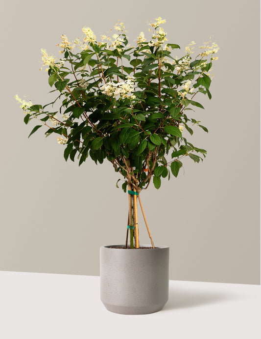 Quick Fire® Hydrangea Tree