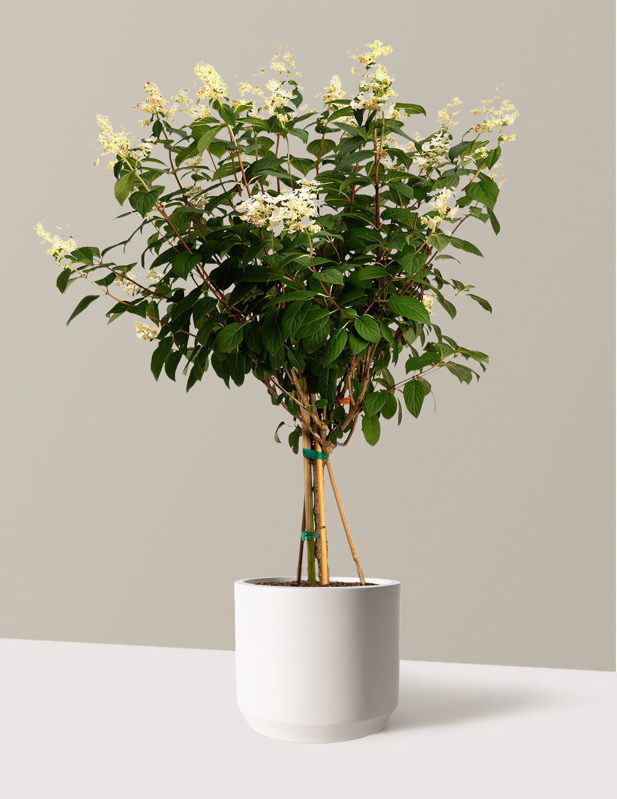 Quick Fire® Hydrangea Tree