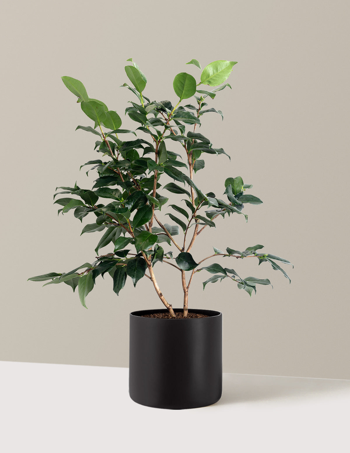 R.L. Wheeler Camellia