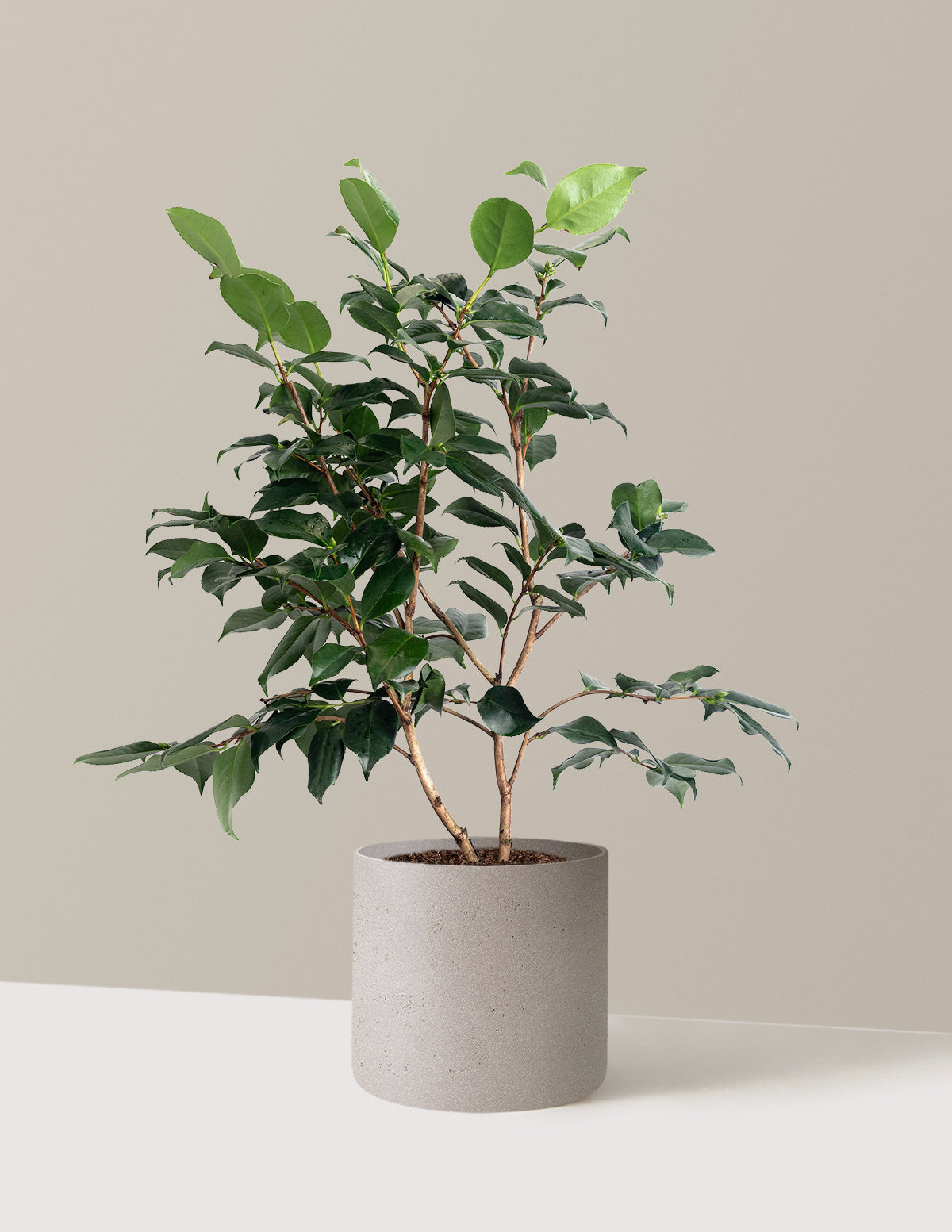 R.L. Wheeler Camellia