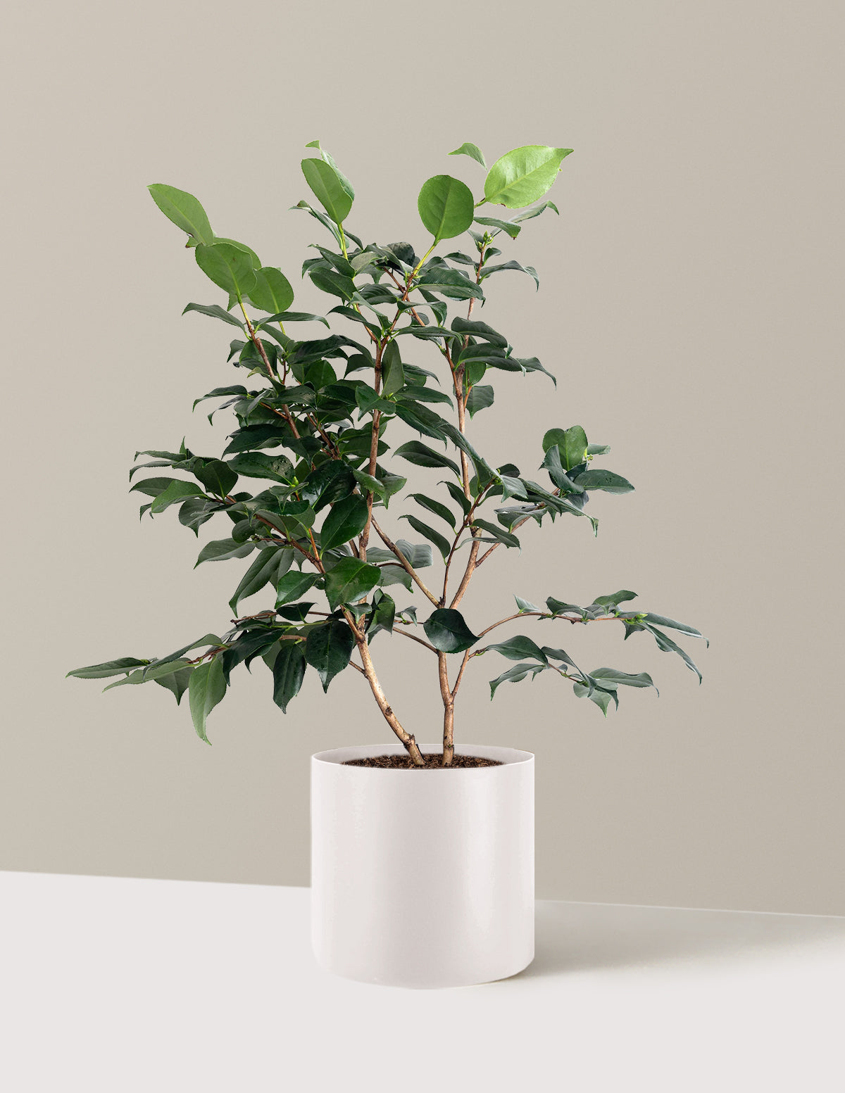 R.L. Wheeler Camellia