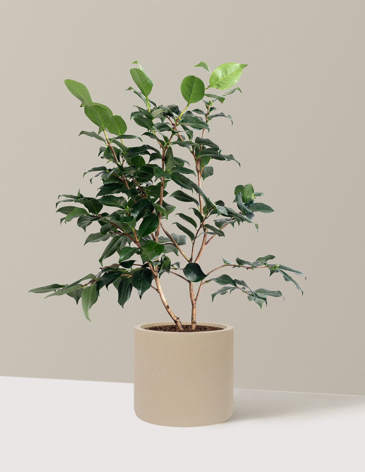 R.L. Wheeler Camellia