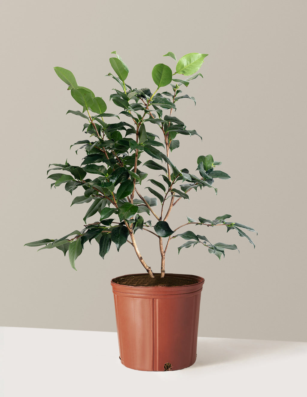 R.L. Wheeler Camellia
