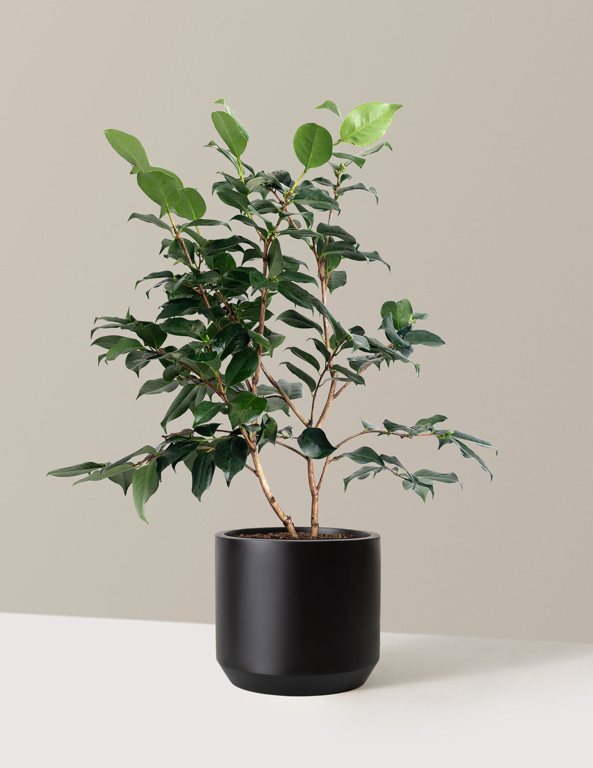 R.L. Wheeler Camellia