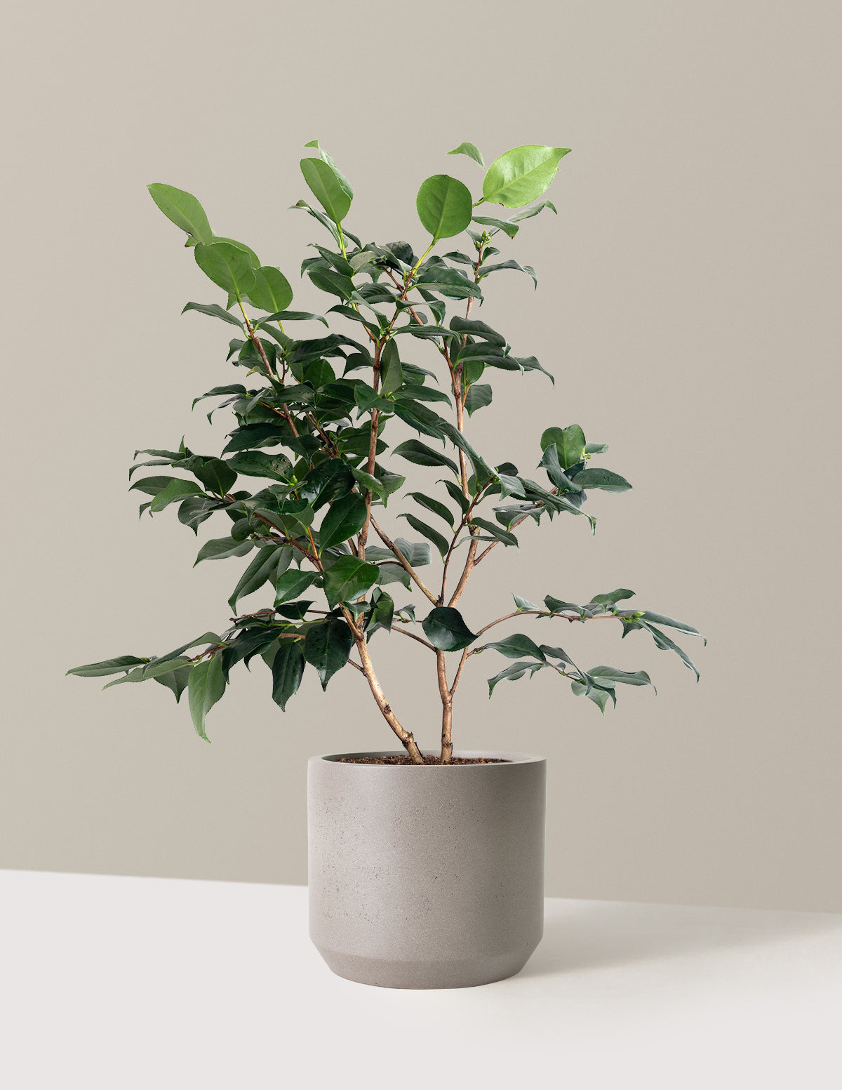 R.L. Wheeler Camellia
