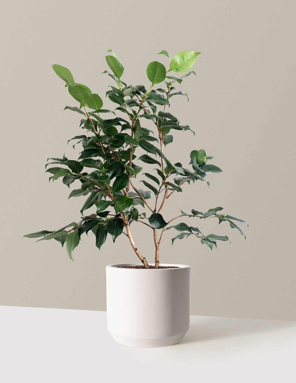 R.L. Wheeler Camellia